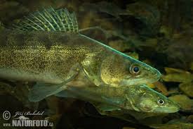 Image result for Sander lucioperca