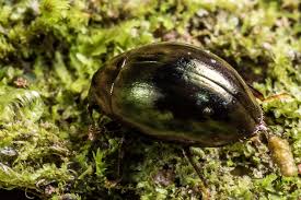 Attēlu rezultāti vaicājumam “Byrrhidae”