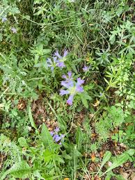 Image result for Campanula lingulata