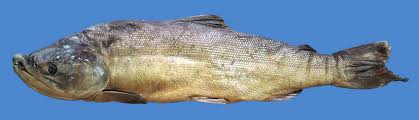 Image result for Oncorhynchus nerka