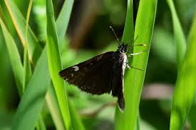 Attēlu rezultāti vaicājumam “Heteropterus morpheus underside”