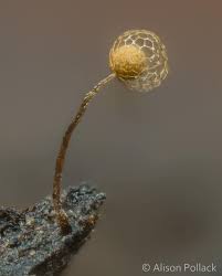 Attēlu rezultāti vaicājumam “Cribraria splendens macro”