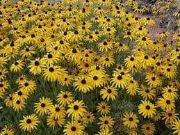 Image result for Rudbeckia fulgida