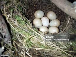 Attēlu rezultāti vaicājumam “Erithacus rubecula eggs”