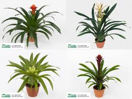 Картинки по запросу гусмания