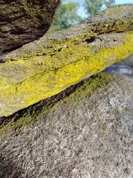 Attēlu rezultāti vaicājumam “Chrysothrix candelaris”