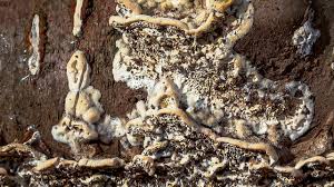 Attēlu rezultāti vaicājumam “Postia undosa”