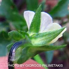 Attēlu rezultāti vaicājumam “Viola arvensis leaf”