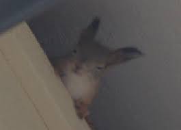 Картинки по запросу белку зажевало в диск