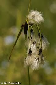 Attēlu rezultāti vaicājumam “Eriophorum latifolium flower”