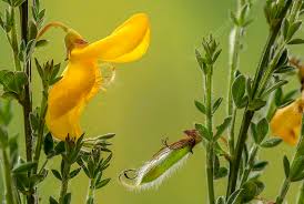 Attēlu rezultāti vaicājumam “Cytisus scoparius leaf”