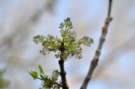 Attēlu rezultāti vaicājumam “Fraxinus pennsylvanica male flower”