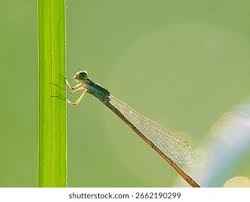 Attēlu rezultāti vaicājumam “Nehalennia speciosa”