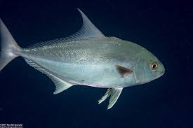 Image result for Seriola rivoliana