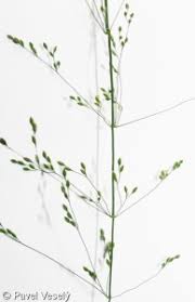 Attēlu rezultāti vaicājumam “Milium effusum flower”