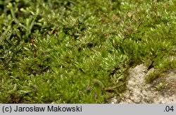 Attēlu rezultāti vaicājumam “Sciuro-hypnum curtum”