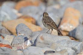 Image result for Anthus petrosus