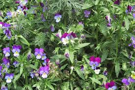 Attēlu rezultāti vaicājumam “Viola tricolor”