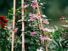 Attēlu rezultāti vaicājumam “Clematis flower”