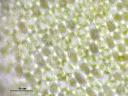 Attēlu rezultāti vaicājumam “Scapania nemorea”