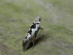 Attēlu rezultāti vaicājumam “Ypsolopha sequella”