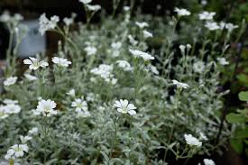 Image result for cerastium tomentosum
