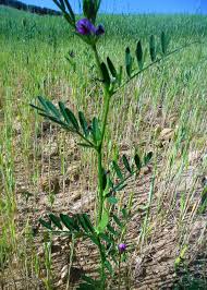 Attēlu rezultāti vaicājumam “Vicia”