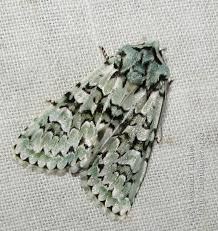 Attēlu rezultāti vaicājumam “Griposia aprilina”