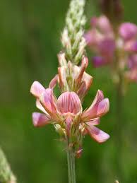 Image result for Onobrychis viciifolia