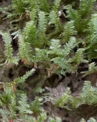 Attēlu rezultāti vaicājumam “Neckera pennata”