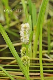 Attēlu rezultāti vaicājumam “Sparganium minimum leaf”