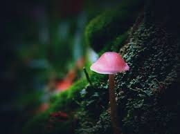 Attēlu rezultāti vaicājumam “Mycena renati”