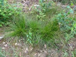 Attēlu rezultāti vaicājumam “Carex pilulifera”