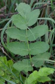 Attēlu rezultāti vaicājumam “Pastinaca sativa”