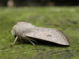 Attēlu rezultāti vaicājumam “Orthosia gracilis”