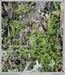 Attēlu rezultāti vaicājumam “Cephaloziella elachista”