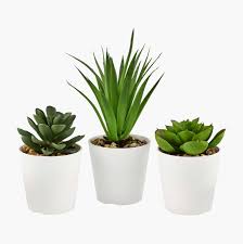 Image result for Mehikasvi