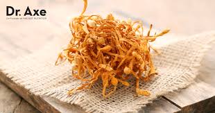 Attēlu rezultāti vaicājumam “Cordyceps”