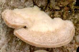 Attēlu rezultāti vaicājumam “Trametes hirsuta”