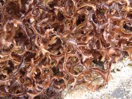 Attēlu rezultāti vaicājumam “Cetraria ericetorum”