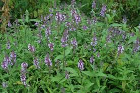 Attēlu rezultāti vaicājumam “Stachys palustris flower”