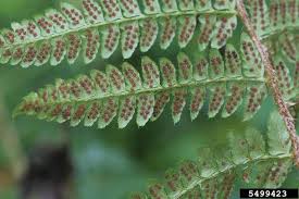 Attēlu rezultāti vaicājumam “Polystichum braunii”