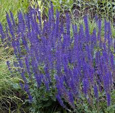Attēlu rezultāti vaicājumam “Salvia nemorosa leaf”