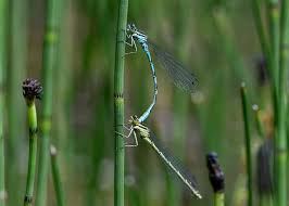 Attēlu rezultāti vaicājumam “Coenagrion hastulatum”