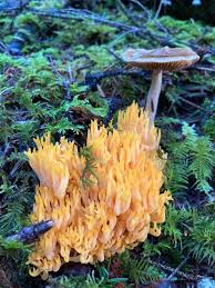 Attēlu rezultāti vaicājumam “Ramaria formosa”