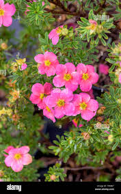 Attēlu rezultāti vaicājumam “Pentaphylloides fruticosa flower”