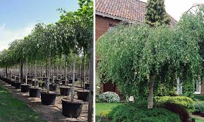 Attēlu rezultāti vaicājumam “Betula pendula Youngii”