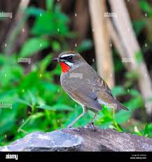 Image result for Luscinia calliope