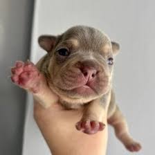 Image result for Banbury Bulldogs