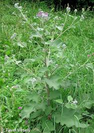 Attēlu rezultāti vaicājumam “Arctium tomentosum leaf”